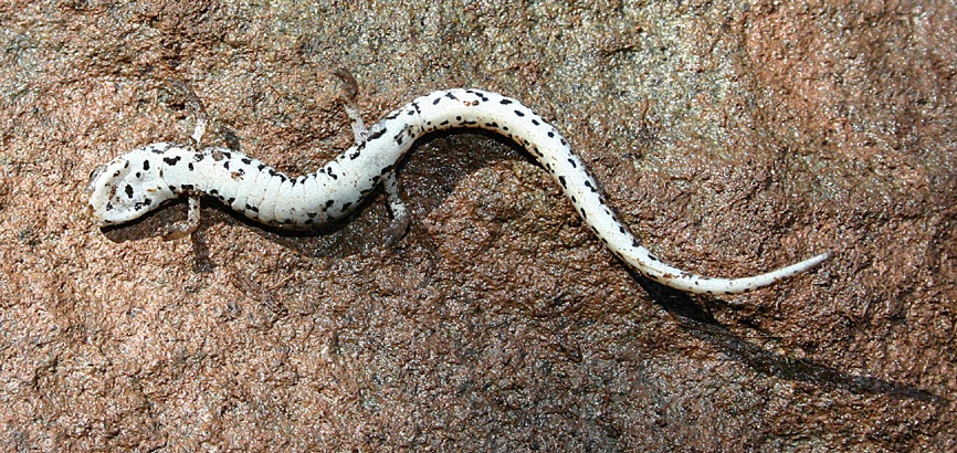 Four-toed salamander distinctive white belly with black speckles. Four-toed salamander distinctive white belly with black speckles. Credit: Rick Koyal